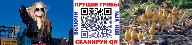 Псилоцибиновые грибы Psilocybine cubensis Шуя